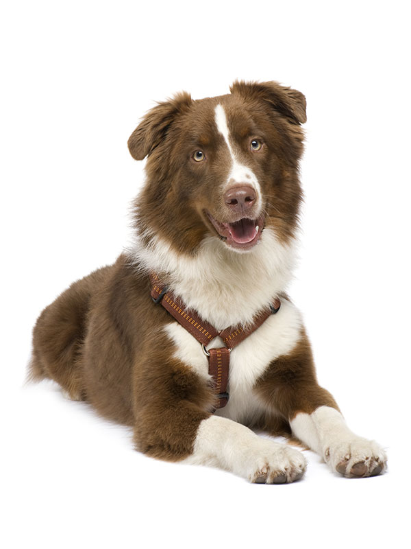 Terapia con animales